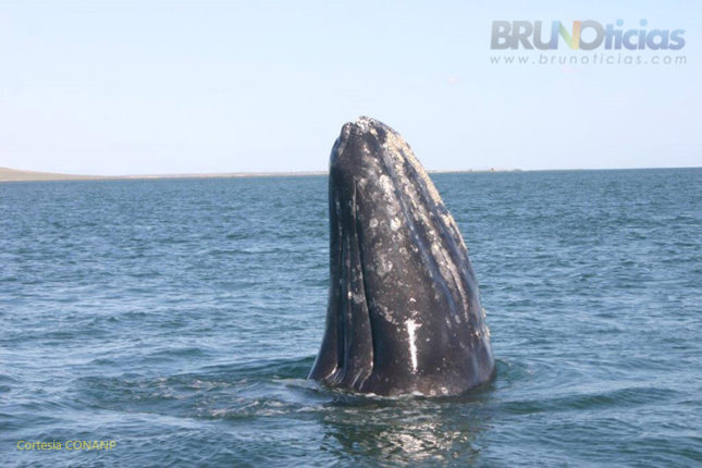 Ecoturismo poco regulado afecta a ballenas en mares mexicanos