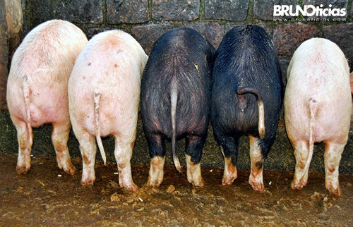 Biogás y fertilizante gratis de excretas de cerdo