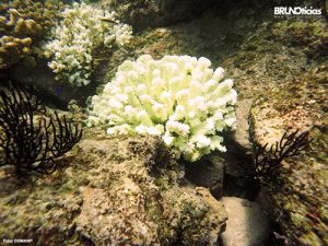 Emblanquecimiento del coral