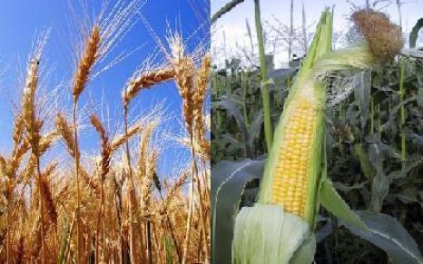 Llaman a productores de maíz y trigo para elección