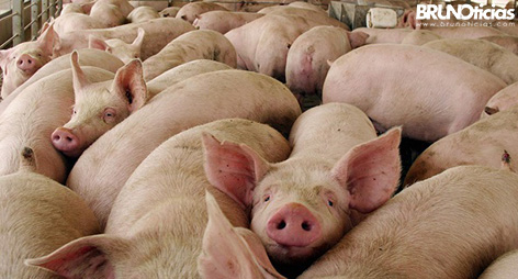 SENASICA alerta sobre Diarrea Epidémica Porcina