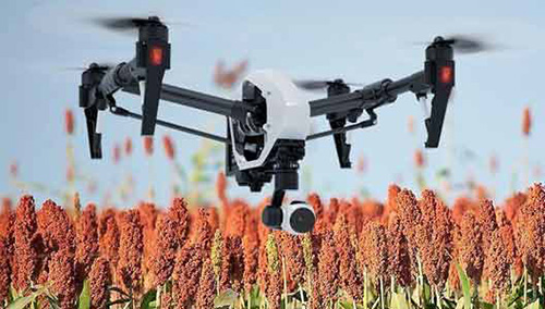 Diseñan dron para detectar pulgón en el sorgo