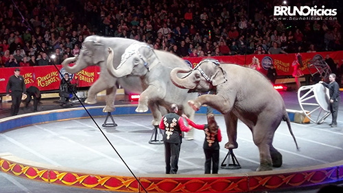 Los animales, el circo y la responsabilidad