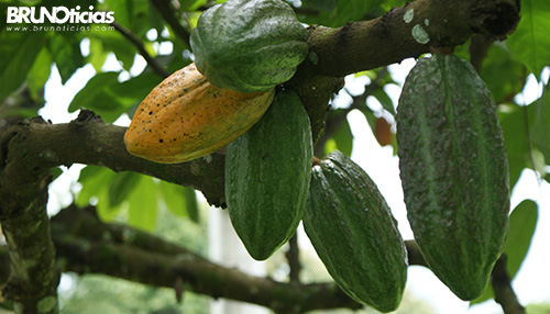 México busca mejorar genética y sabor del cacao