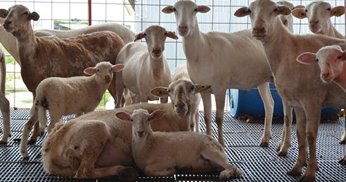 SAT ha combatido importaciones desleales de ovinos