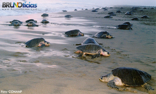 Más de 16 mil tortugas han desovado en Oaxaca