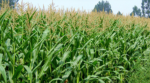 El precio del maíz pinta mal para los agricultores