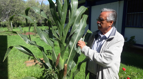 Generan variedades de maíz tolerantes a sequía