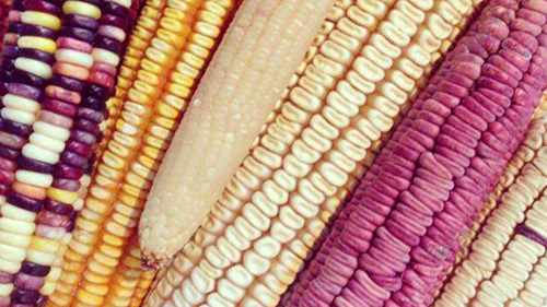 Mejoran razas de maíz criollo michoacano