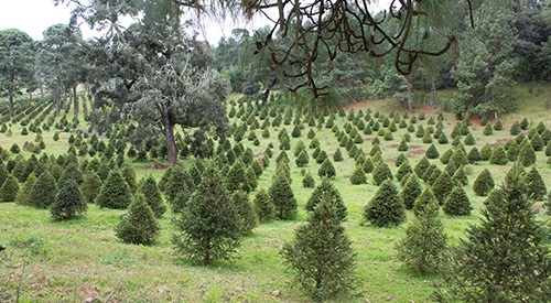 Aumenta la oferta mexicana de árboles de Navidad