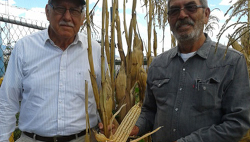 Instituto Mexicano del Maíz desarrolla variedades híbridas