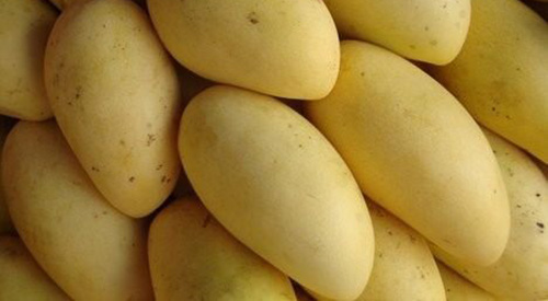 Michoacán, primer lugar nacional en exportación de mango