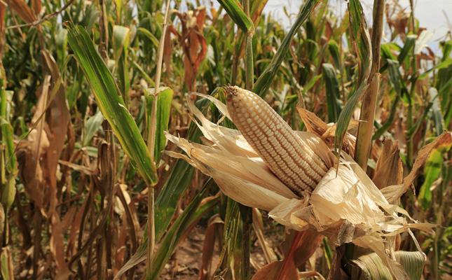 Científicos de la UNAM trabajan en mejoramiento genético del maíz