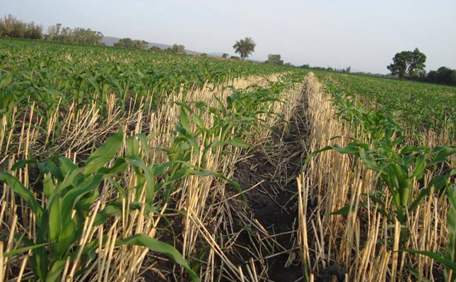 Investigadores identifican afectaciones por virus en cultivos de maíz