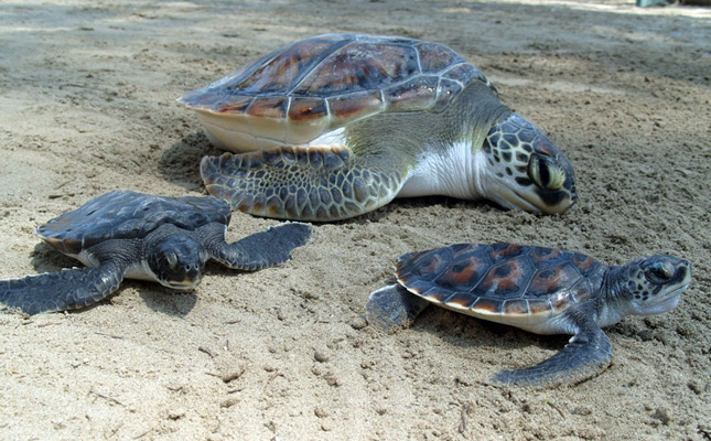 Salvar a las tortugas marinas va más allá de evitar uso de popotes