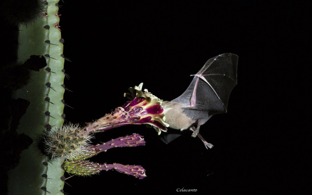 Esfuerzo México-EUA permite recuperación de murciélago de nariz larga