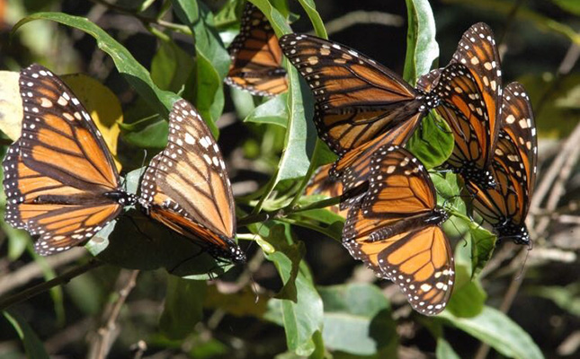En riesgo, migración de la mariposa Monarca y su función polinizadora