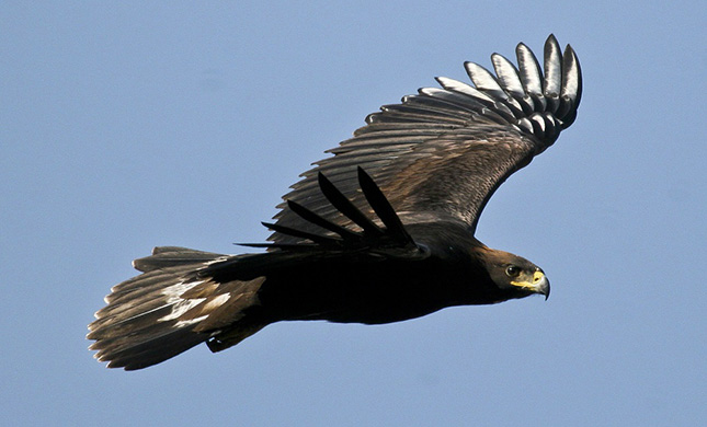En peligro de extinción el águila real, símbolo de la mexicanidad