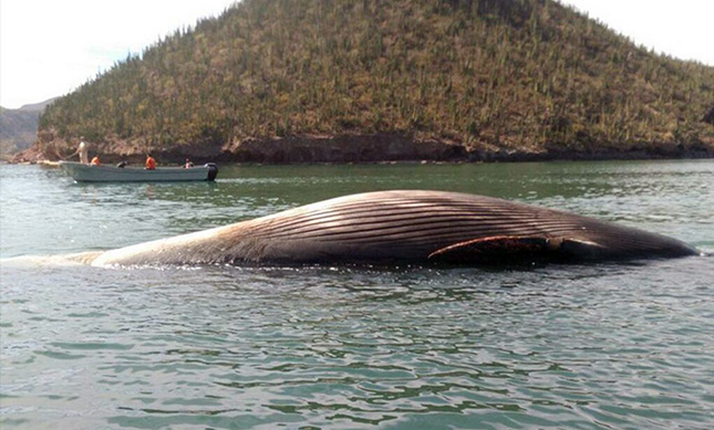 BALLENA RORCUAL MUERE EN GUAYMAS; FUE ATACADA POR ORCAS