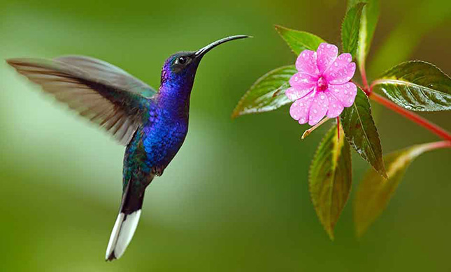 El colibrí, pequeño guerrero que lucha para sobrevivir