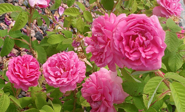 Rosa de Castilla, antioxidante y anticancerígeno