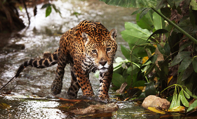 Busca México crear Área Natural Protegida trinacional para jaguar