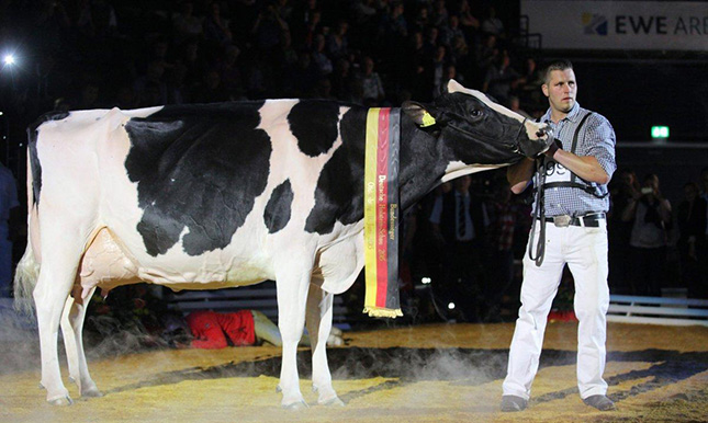 “Lady Gaga”, la vaca alemana que gana todos los concursos de belleza 
