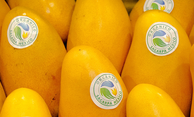 Nuevos mercados elevan la exportación de mango jalisciense