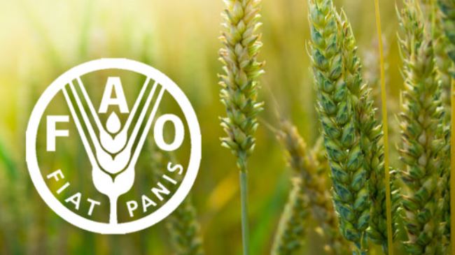 Mucho apoyo para agricultura de exportación y abandono de la agricultura familiar: FAO