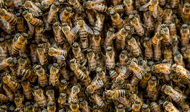 Sin abejas no hay futuro, de ellas dependemos