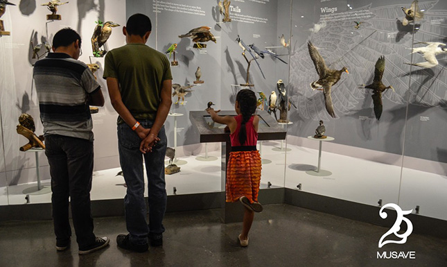 Museo de las Aves de México, un sitio para echar a volar el asombro