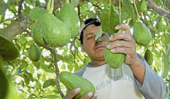 Aumenta 31% exportación de aguacate michoacano: Sedrua