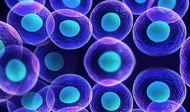 Células madre, entre la estafa y la ciencia