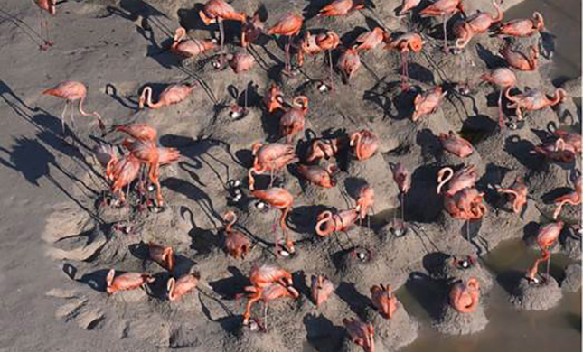 Reportan los primeros polluelos de flamenco rosado nacidos este año