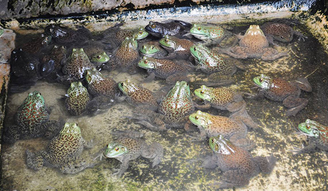 Criadores de ranas en México buscan sustentabilidad para el mercado