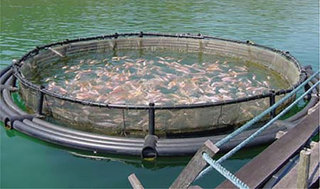 Se incrementa 38 por ciento el consumo de pescado: Compesca