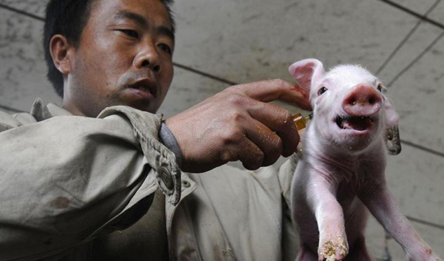 Peste porcina en China amenaza con extenderse a países vecinos FAO