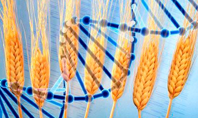 Más de 200 científicos logran decodificar el genoma del trigo
