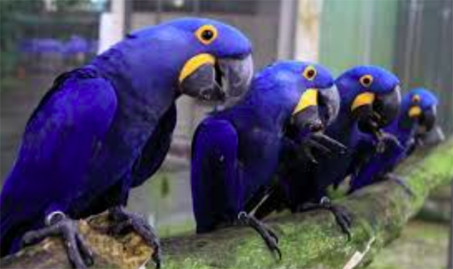 Extinción amenaza a ocho especies de aves, incluida el guacamayo azul