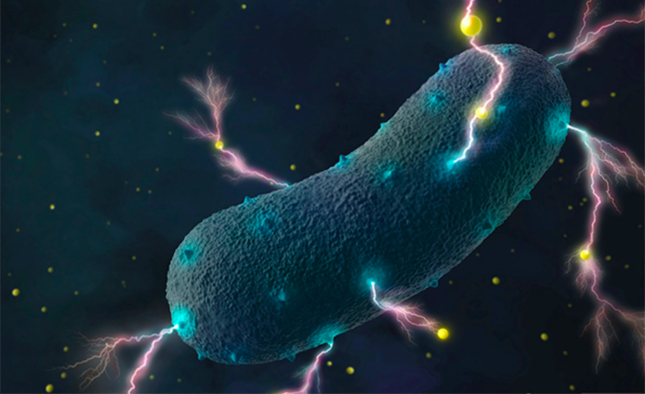 Bacterias en el intestino producen electricidad, revela estudio