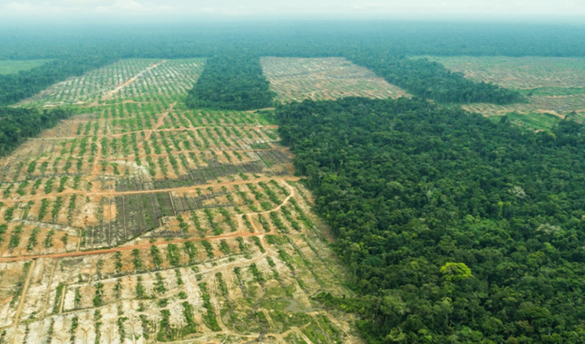 Agricultura industrial genera pérdida de bosques a nivel mundial, estudio