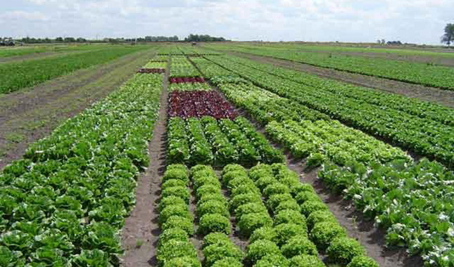 ¿Cuál es el estado de la agricultura orgánica en México?