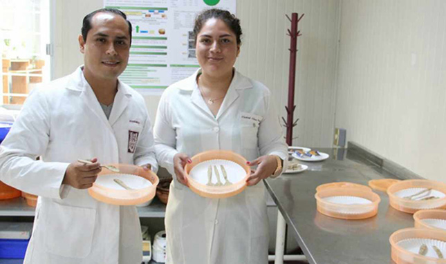 Científicos mexicanos desarrollan cubiertos comestibles a base de arroz
