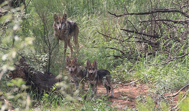 Regresan a siete lobos grises mexicanos a la vida silvestre
