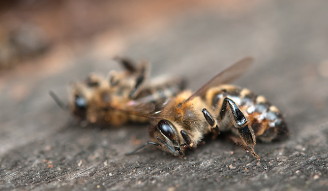 Causan pesticidas mortandad de abejas
