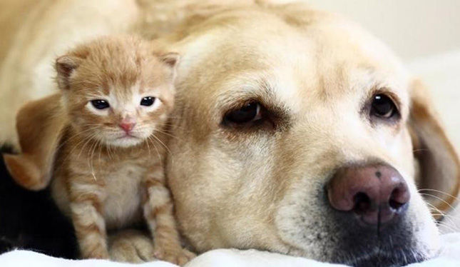 Enfermedades oculares en perros y gatos se pueden controlar, afirma experta