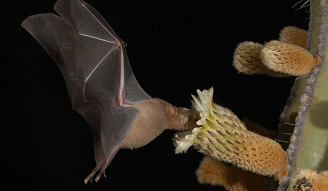 Murciélagos, grandes polinizadores de la flora en zonas áridas de México