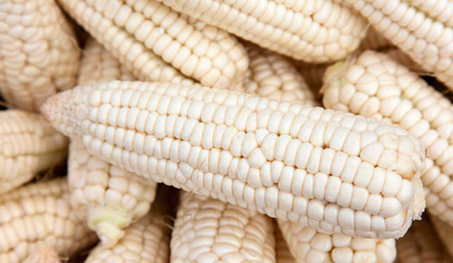 semilla precio de garantía maíz