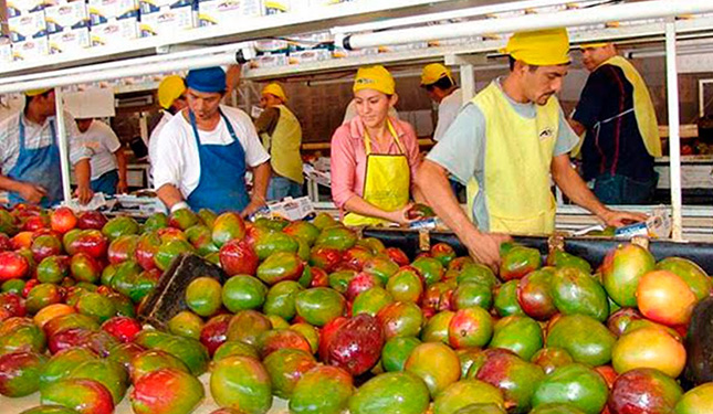 Crece exportación de 5 agroproductos michoacanos: Sedrua