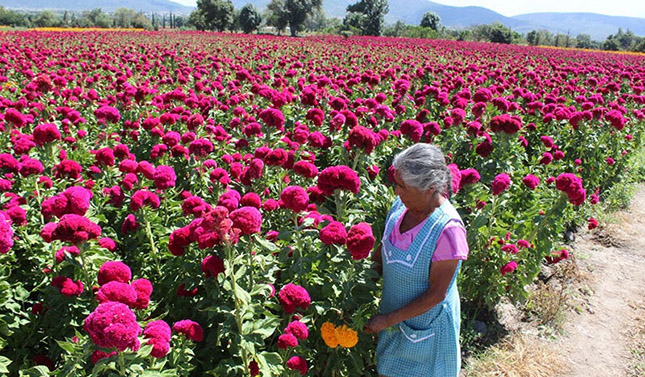 Michoacán, líder en producción de flor “Mano de León”: Sedrua - Brunoticias